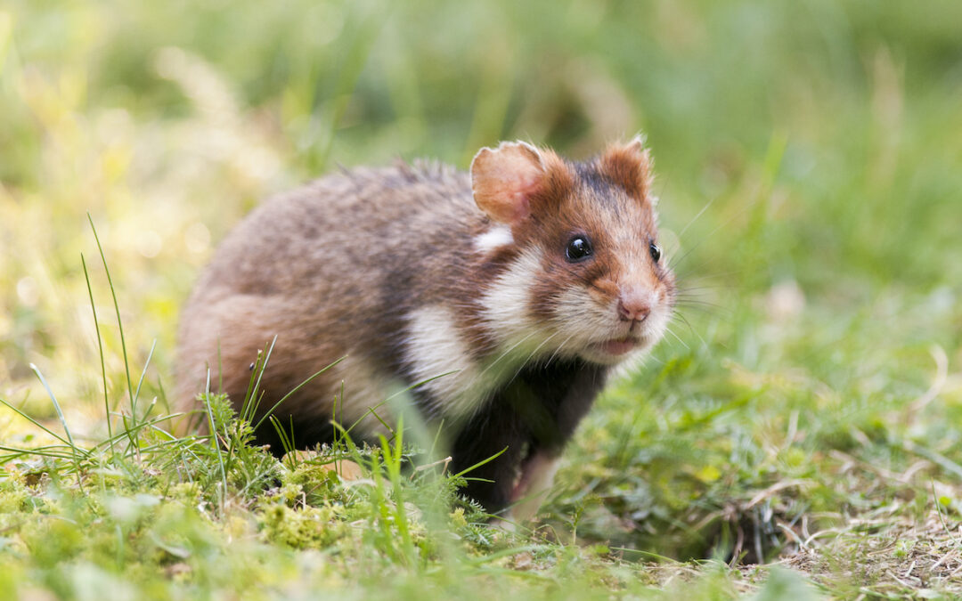 Geheimnisvolle Parktiere – Wildes Leben in der Stadt
