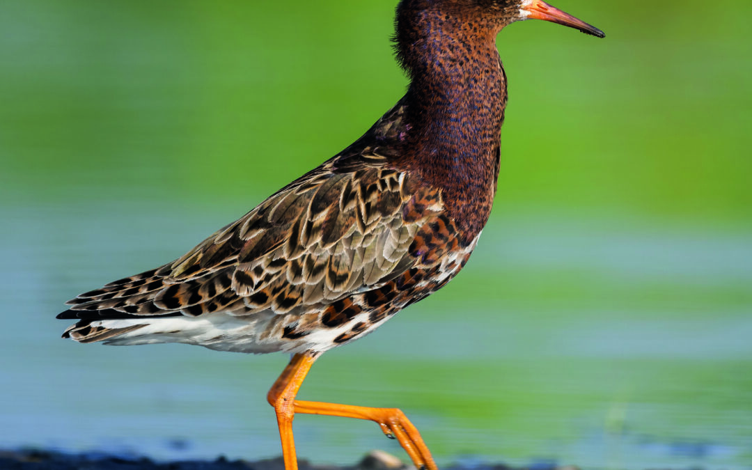 Life on the wing – The miracle of bird migration