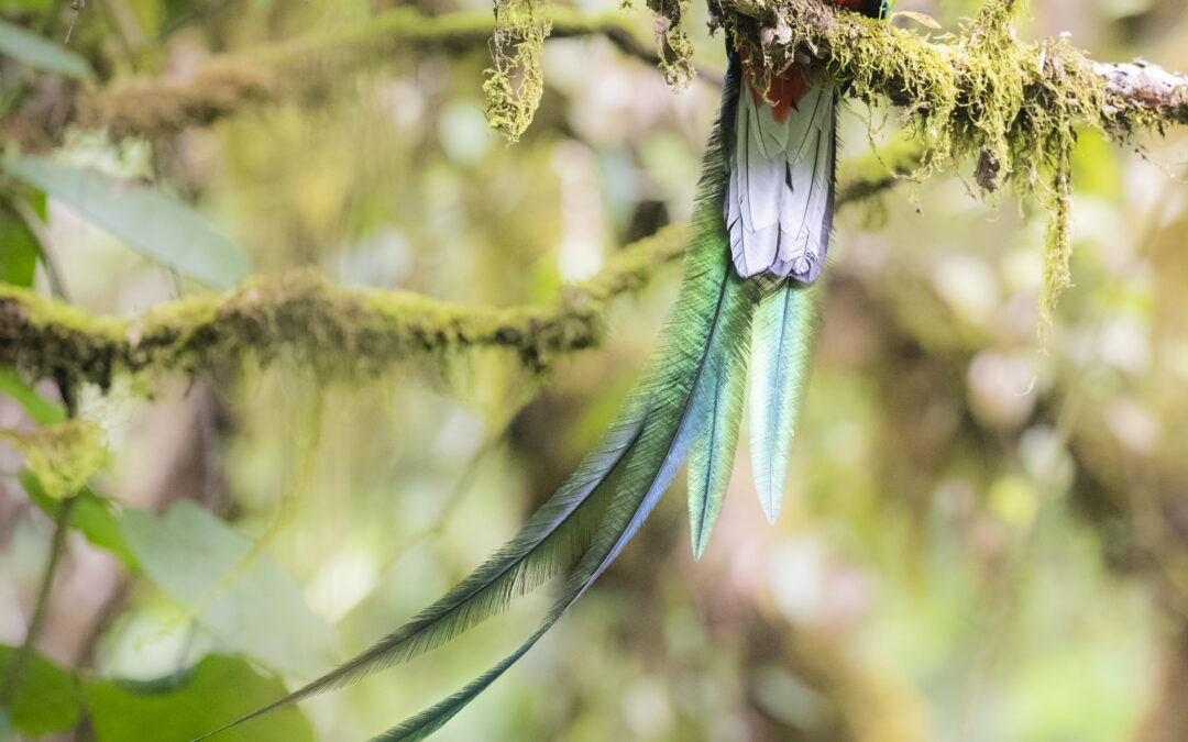 Guatemala – Die heiligen Tiere der Maya