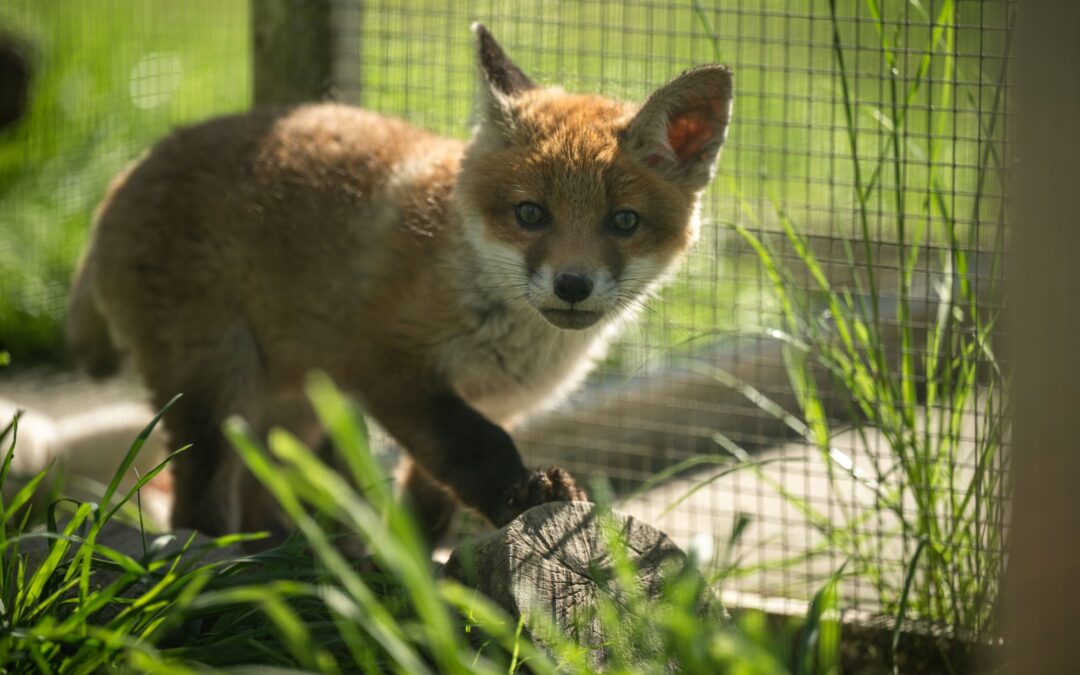 Retten, pflegen, auswildern – Vom Umgang mit Wildtieren in Not